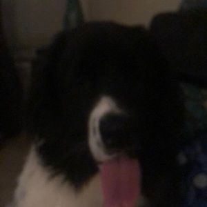 Meet your Posher, Alexa